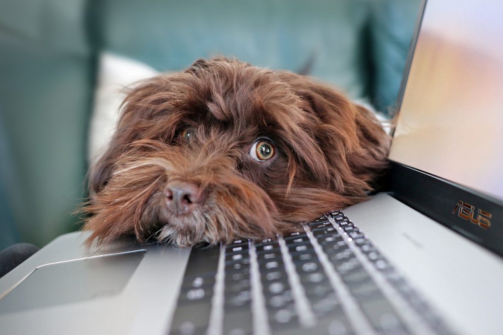 Fotografía de la cabeza de un perro que ve a la lente de la cámara descansando sobre una laptop abierta. Imagen de Martine Auvray en Pixabay. (Español) / Fotografía a cabeça de um cachorro que estava na lente da câmera descansando sobre um laptop aberto. Imagem de Martine Auvray no Pixabay. (Português) / Photograph of a dog's head seen through the camera lens resting on an open laptop. Image by Martine Auvray on Pixabay. (English)