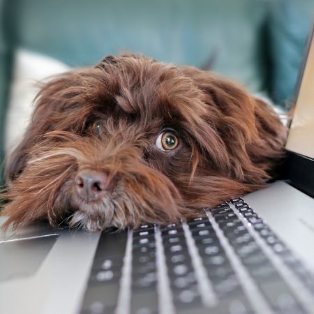 Fotografía de la cabeza de un perro que ve a la lente de la cámara descansando sobre una laptop abierta. Imagen de Martine Auvray en Pixabay. (Español) / Fotografía a cabeça de um cachorro que estava na lente da câmera descansando sobre um laptop aberto. Imagem de Martine Auvray no Pixabay. (Português) / Photograph of a dog's head seen through the camera lens resting on an open laptop. Image by Martine Auvray on Pixabay. (English)